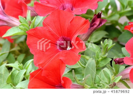 三鷹中原に咲く赤いペチュニア 45879692