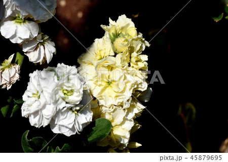 三鷹中原に咲く白と黄色のストック 45879695