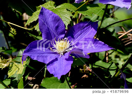 三鷹中原に咲く紫色のクレマチス 45879696