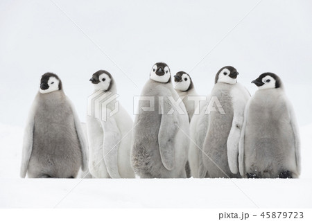 Emperor Penguins chicks on ice 45879723