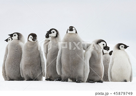 Emperor Penguins chicks on ice 45879749