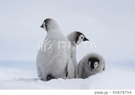 Emperor Penguins chicks on ice Emperor Penguins chicks on ice 45879754