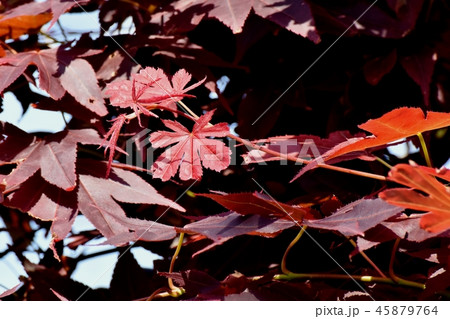 三鷹中原で紅葉するカエデ 45879764