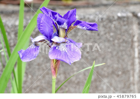 三鷹中原に咲く青紫色のアヤメ 45879765