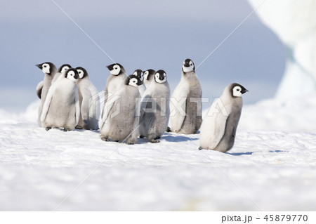 Emperor Penguins chicks on ice 45879770