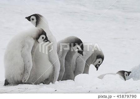 Emperor Penguins chicks on ice 45879790