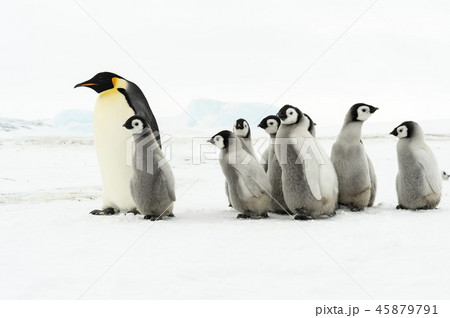 Emperor Penguin with chicks 45879791
