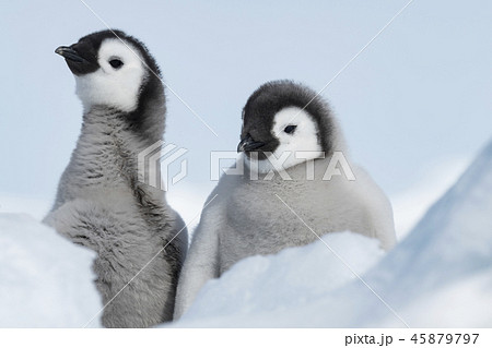 Two Emperor Penguins chicks 45879797