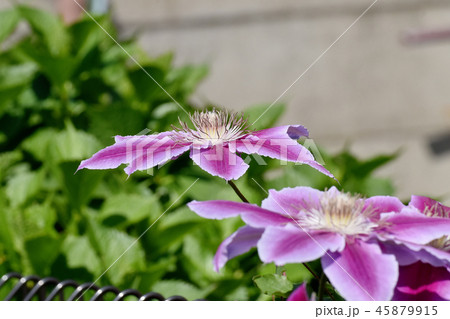 三鷹中原に咲く薄紫のクレマチス 45879915