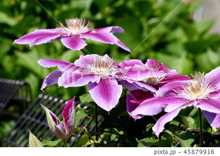 三鷹中原に咲く薄紫のクレマチス 45879916