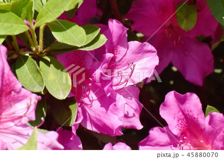 三鷹中原に咲くヒラドツツジ（オオムラサキツツジ） 45880070