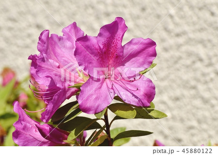 三鷹中原に咲くヒラドツツジ（オオムラサキツツジ） 45880122