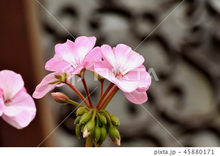 三鷹中原に咲く薄いオレンジのゼラニウム 45880171