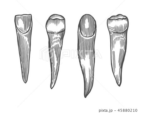Engraving vintage tooth Engraving vintage tooth 45880210