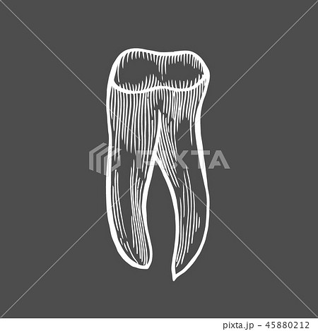 human tooth isolated human tooth isolated 45880212