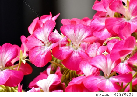 三鷹中原に咲くピンクのゼラニウム 45880609