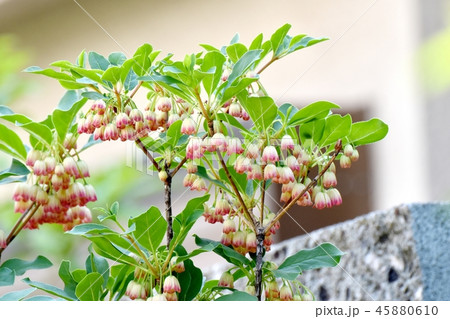 三鷹中原に咲くサラサドウダンツツジ 45880610