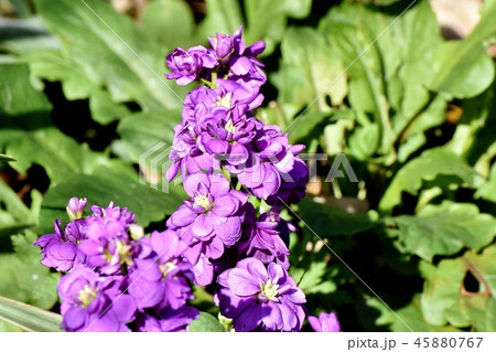 三鷹中原に咲く紫色のストック 45880767
