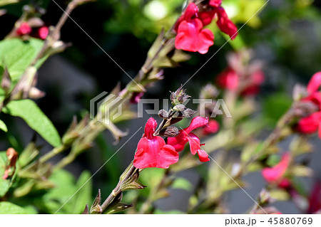 三鷹中原に咲くサルビアミクロフィラ 45880769