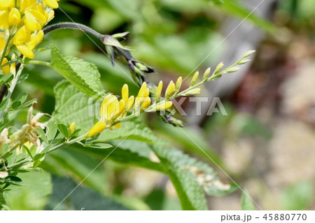 三鷹中原に咲く黄色いエニシダの花 45880770