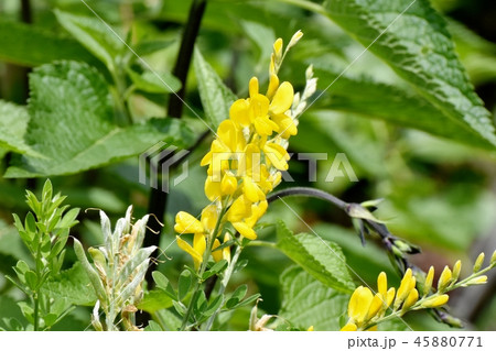 三鷹中原に咲く黄色いエニシダの花 三鷹中原に咲く黄色いエニシダの花 45880771