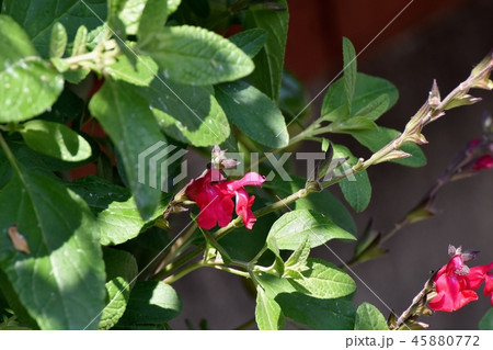 三鷹中原に咲くサルビアミクロフィラ 45880772