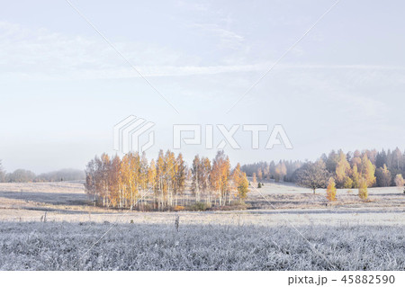 Beautiful view of autumn foggy misty morning with frosted plants Beautiful view of autumn foggy misty morning with frosted plants 45882590