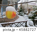 Apple covered with snow hanging in house backyard 45882727