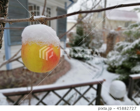Apple covered with snow hanging in house backyard Apple covered with snow hanging in house backyard 45882727