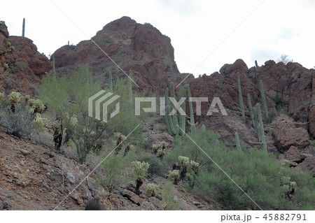 サワロ 国立公園 Saguaro National park (アメリカ合衆国アリゾナ州) サワロ 国立公園 Saguaro National park (アメリカ合衆国アリゾナ州) 45882791