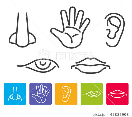 Five human senses smell, sight, hearing, taste, touch vector icons 45882908