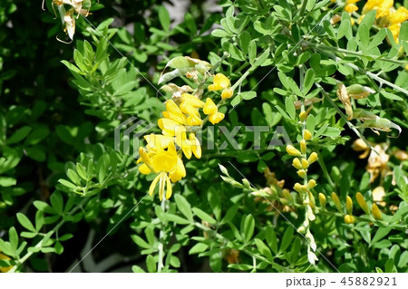三鷹中原に咲く黄色いエニシダの花 三鷹中原に咲く黄色いエニシダの花 45882921