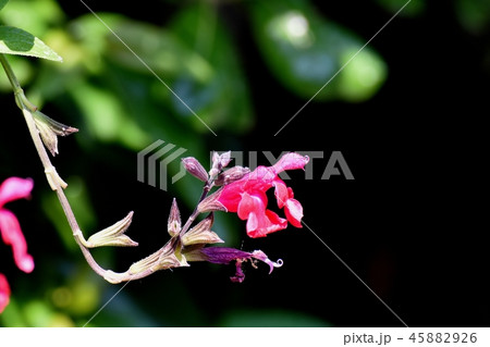 三鷹中原に咲くサルビアミクロフィラ 45882926