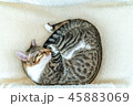 Cute Cat Taking A Nap At Home 45883069
