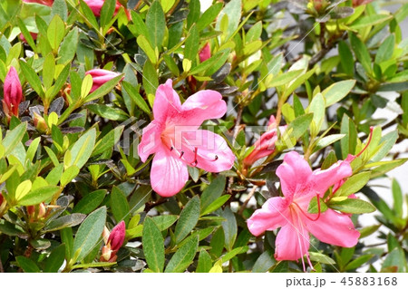 三鷹中原に咲くピンクのキリシマツツジ 45883168