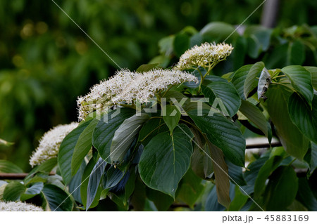 三鷹中原に咲くミズキの花 45883169