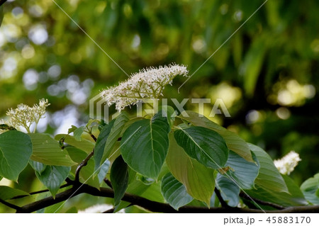 三鷹中原に咲くミズキの花 三鷹中原に咲くミズキの花 45883170
