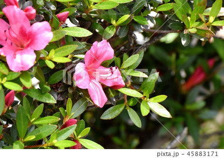 三鷹中原に咲くピンクのキリシマツツジ 三鷹中原に咲くピンクのキリシマツツジ 45883171
