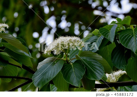 三鷹中原に咲くミズキの花 三鷹中原に咲くミズキの花 45883172