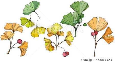 Vector. Ginkgo leaf. Plant botanical garden. Isolated ginkgo illustration element on white 45883323