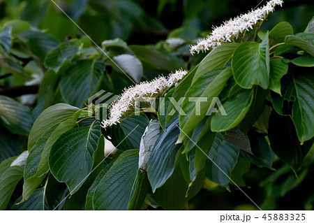 三鷹中原に咲くミズキの花 三鷹中原に咲くミズキの花 45883325