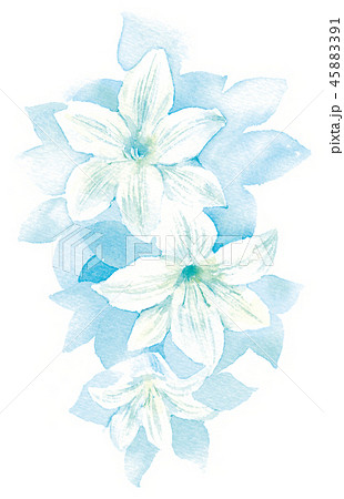 白ユリ 供花 水彩画のイラスト素材 4591