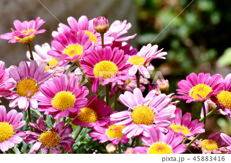 三鷹中原に咲くマーガレット モリンバ 45883416