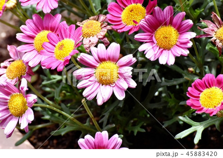 三鷹中原に咲くマーガレット モリンバ 45883420