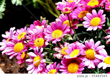 三鷹中原に咲くマーガレット モリンバ 45883564