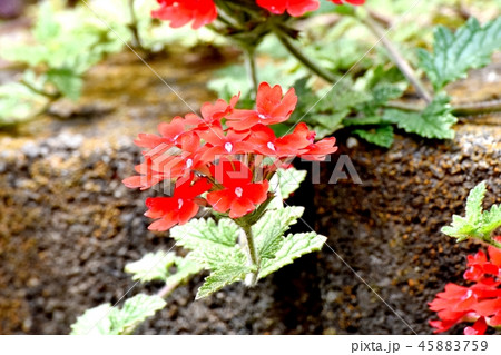 三鷹中原に咲く赤いバーベナ 45883759
