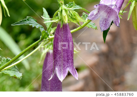 三鷹中原に咲くホタルブクロ 三鷹中原に咲くホタルブクロ 45883760