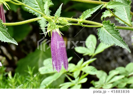 三鷹中原に咲くホタルブクロ 三鷹中原に咲くホタルブクロ 45883836