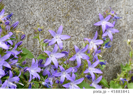 三鷹中原に咲くアルペンブルー カンパニュラ ポシャルスキアナ の写真素材 4541