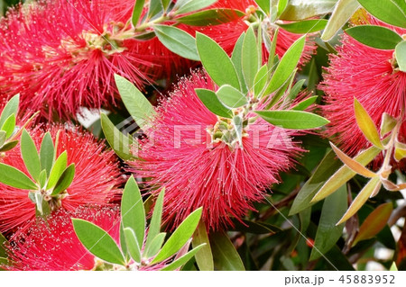 三鷹中原に咲く赤いブラシノキの花 45883952